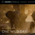 BBC America