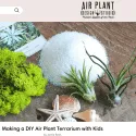 Air Plant Design Studio